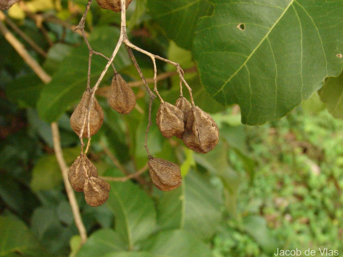 Pityranthe verrucosa Thwaites